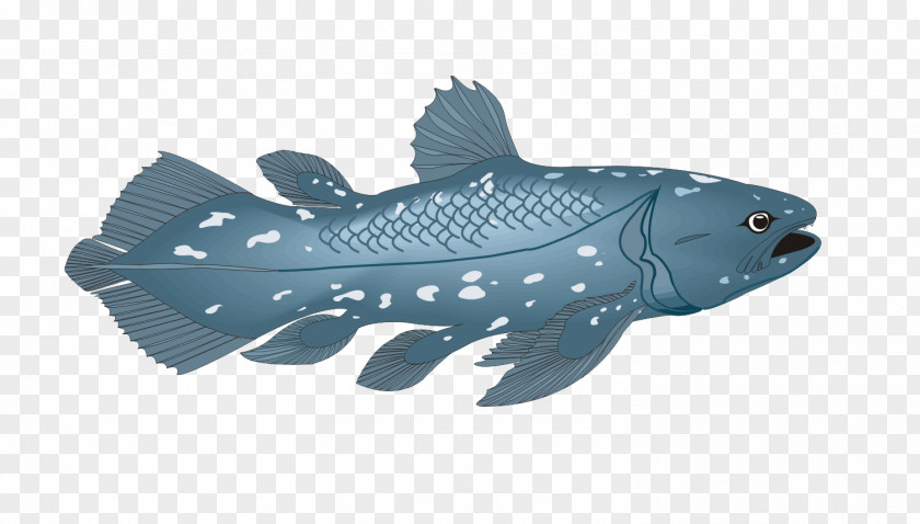 Creative Fish Actinistia Fringe-finned Coelacanth Actinopterygii PNG