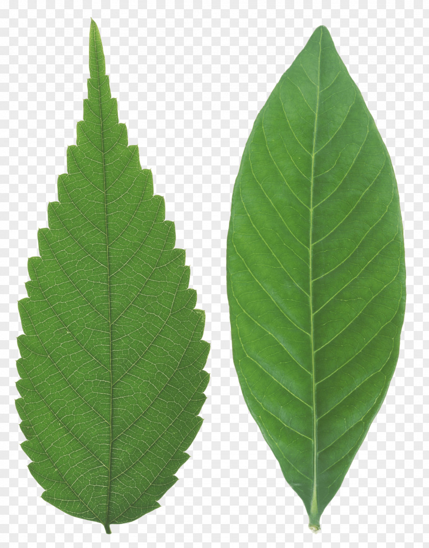 Green Leaf Tea PNG