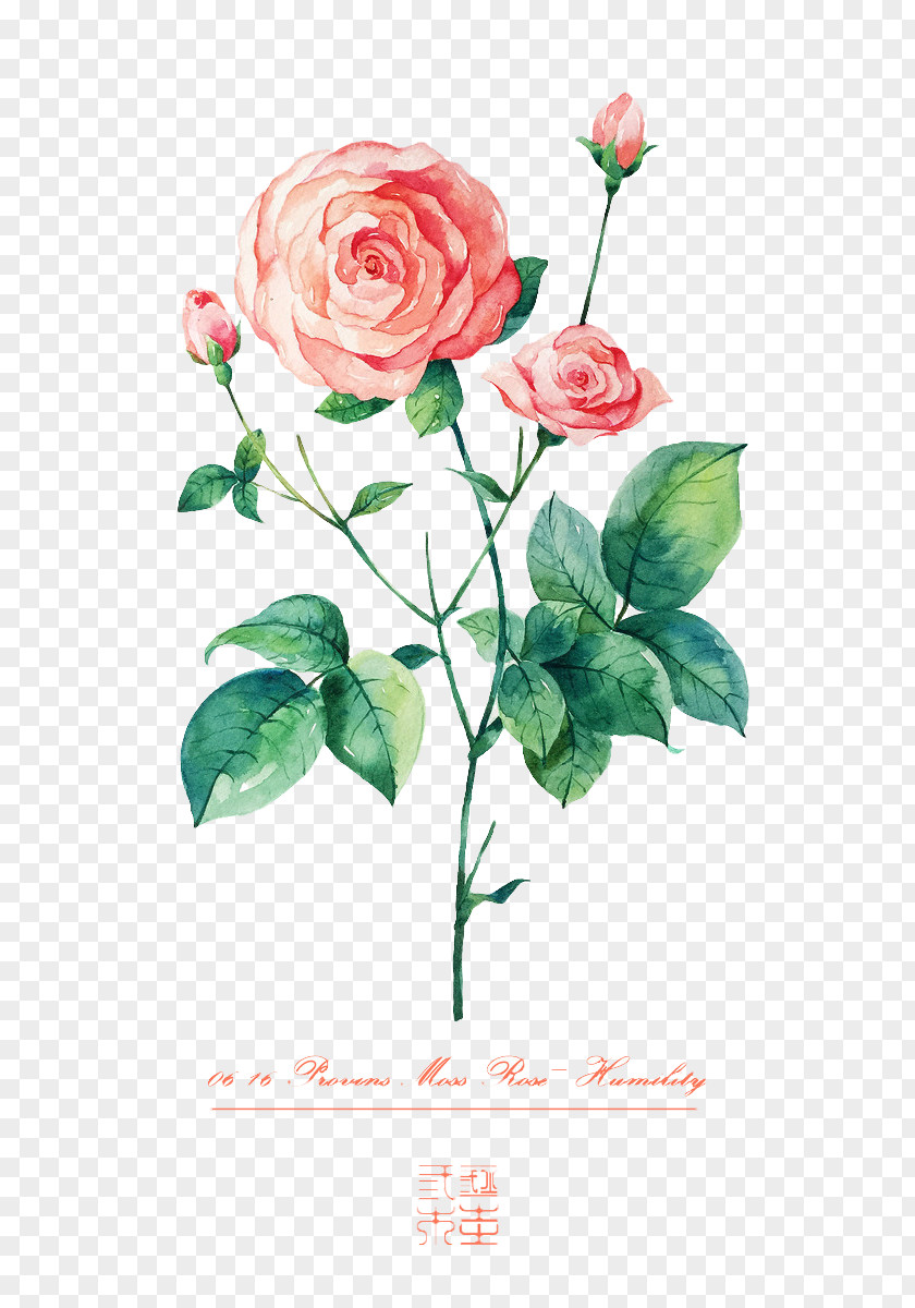 Hand-painted Roses Beach Rose Flower Illustration PNG