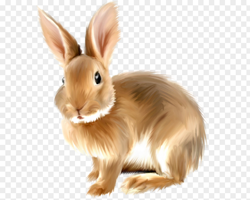 Painted Bunny Clipart. Angora Rabbit Clip Art PNG