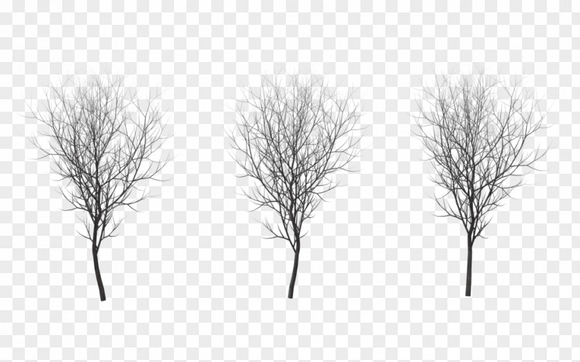 Snow Tree Branch Winter Drawing Root PNG