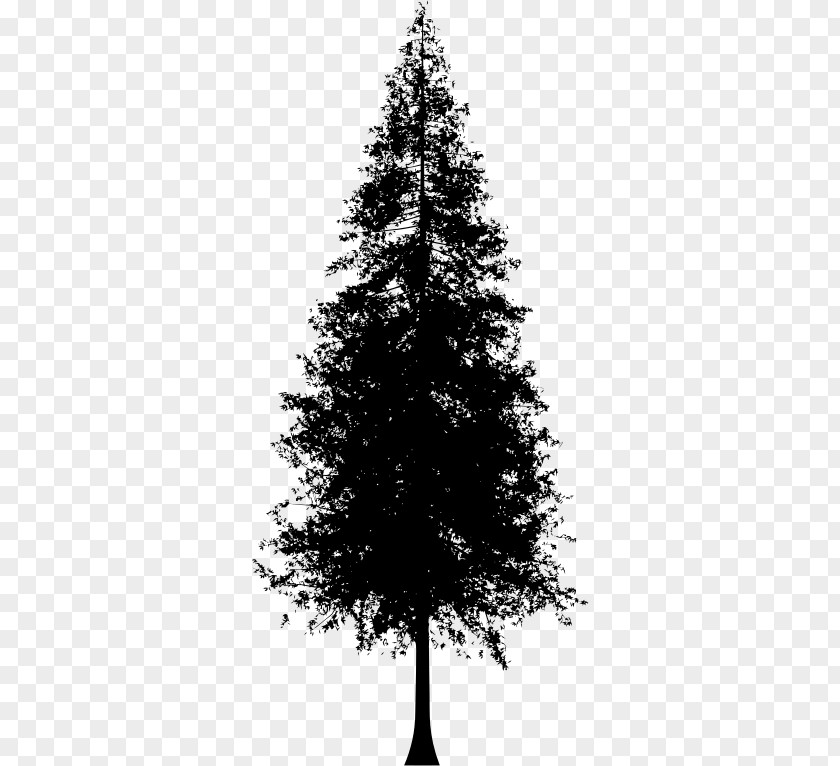 Tree Redwood National And State Parks Coast Clip Art PNG