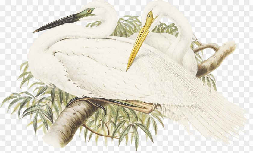 Longevity Crane A White Heron PNG