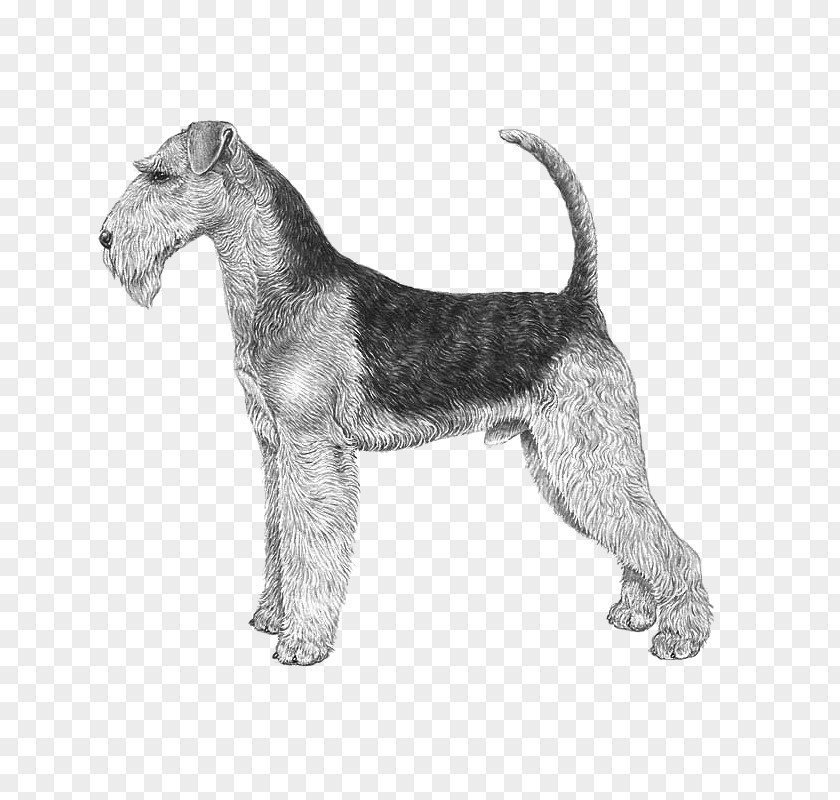 Race Airedale Terrier Jack Russell Bedlington Wire Hair Fox Border PNG