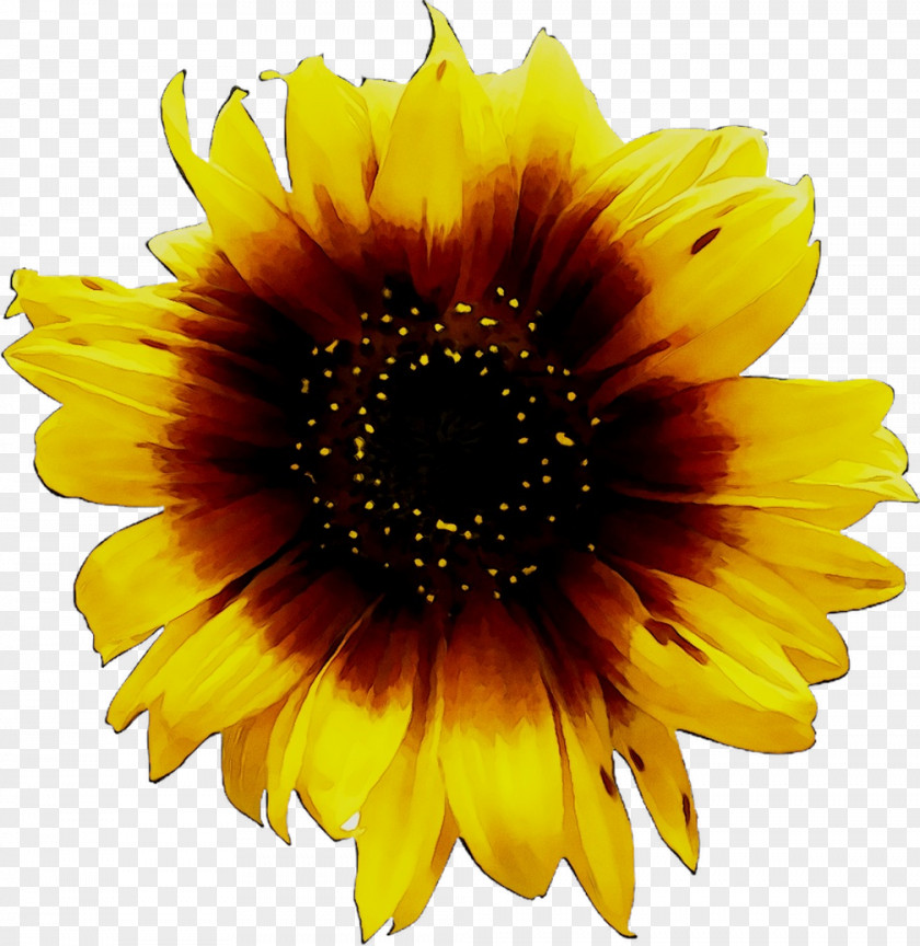 Clip Art Image Desktop Wallpaper Sunflower PNG