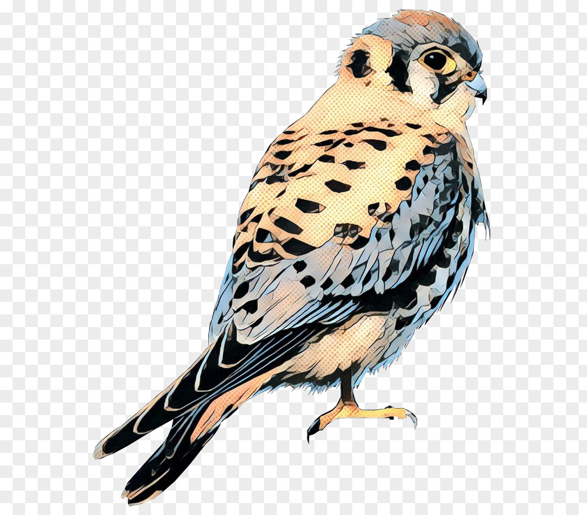 Owl Beak Hawk Feather Fauna PNG