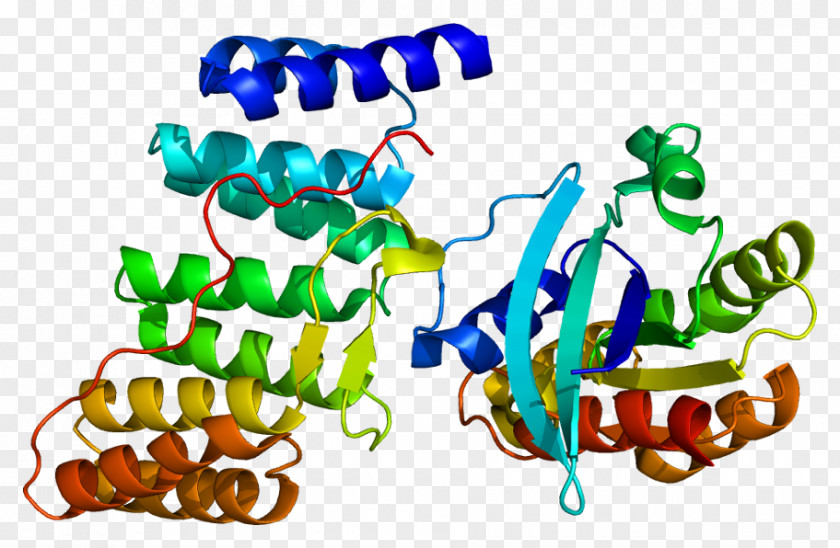 Protein Neutrophil Cytosolic Factor 2 NADPH Oxidase PNG