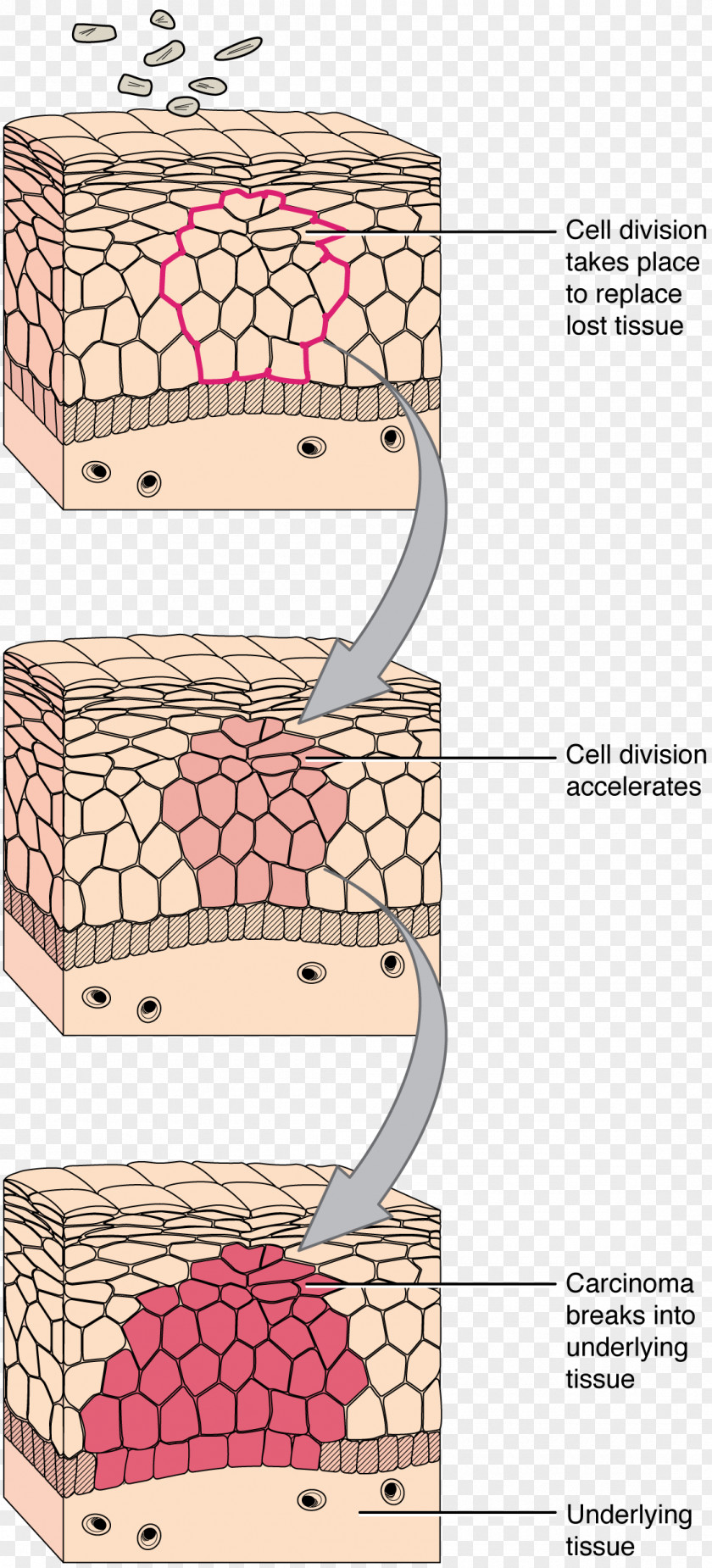 TISSUE Transitional Epithelium Connective Tissue Cell PNG