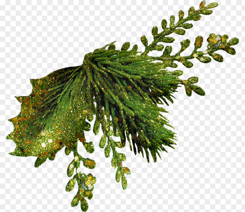 Christmas Fir Evergreen Leaf Clip Art PNG