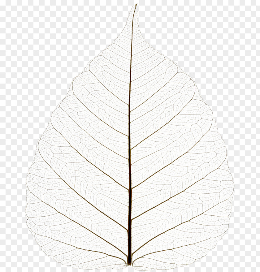 Dried Leaf Tree PNG
