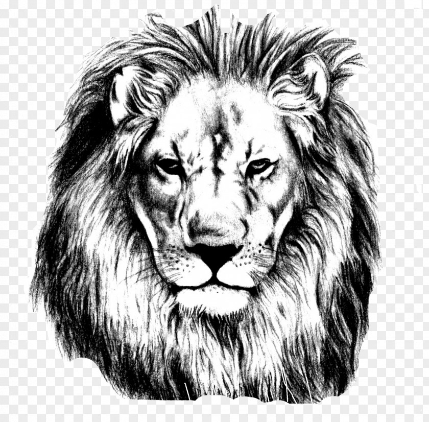 Lions Head Lion Drawing Pencil Sketch PNG