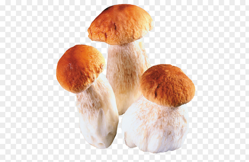 Mushroom Edible Fungus Penny Bun Boletus Aereus PNG
