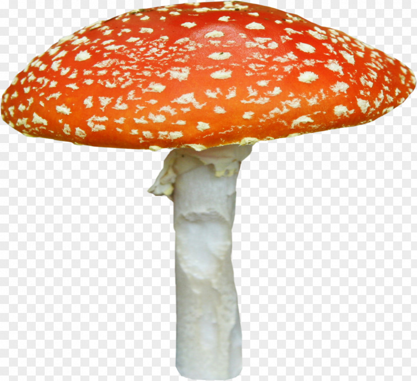 Mushroom Fungus Amanita PNG
