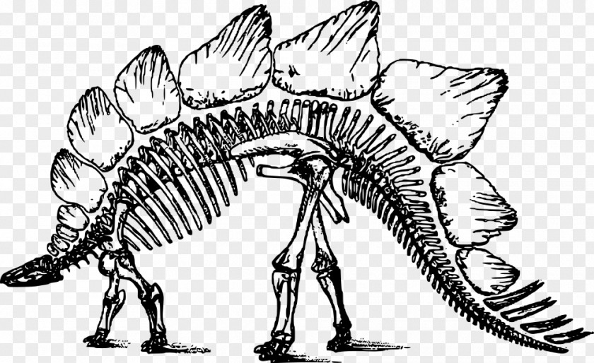 Skeleton Stegosaurus Apatosaurus Tyrannosaurus Triceratops PNG