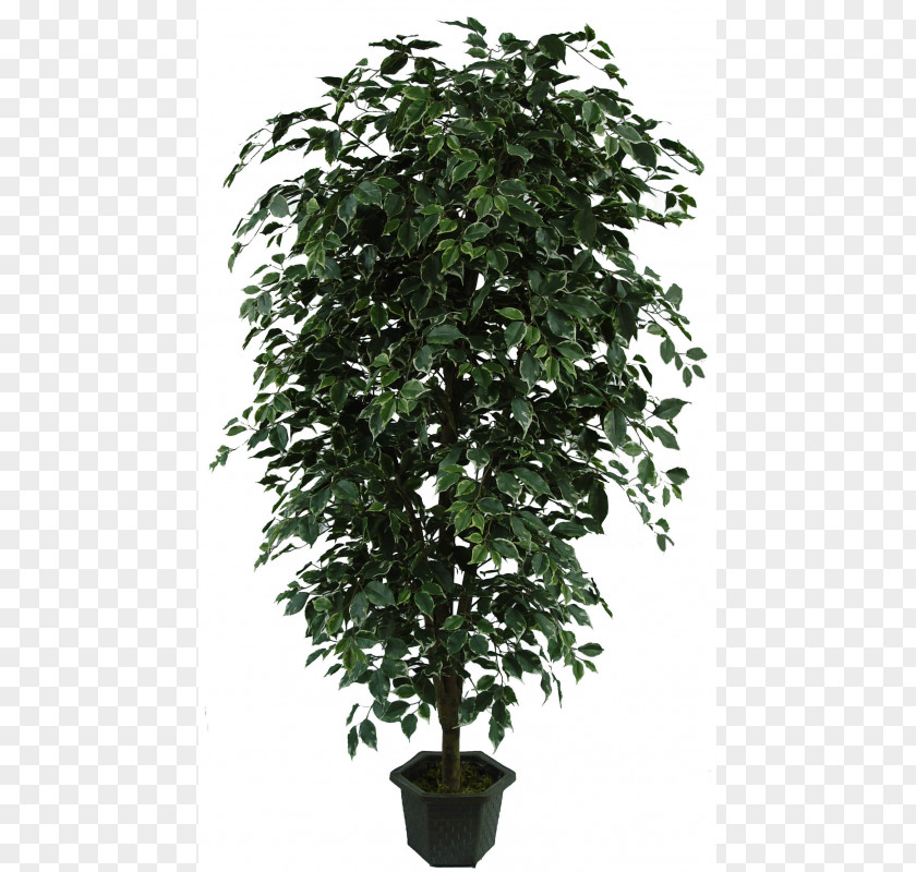 Balcony Plants Decoration 18 0 1 Supertree Grove Certified Arborist Shrub Evergreen PNG