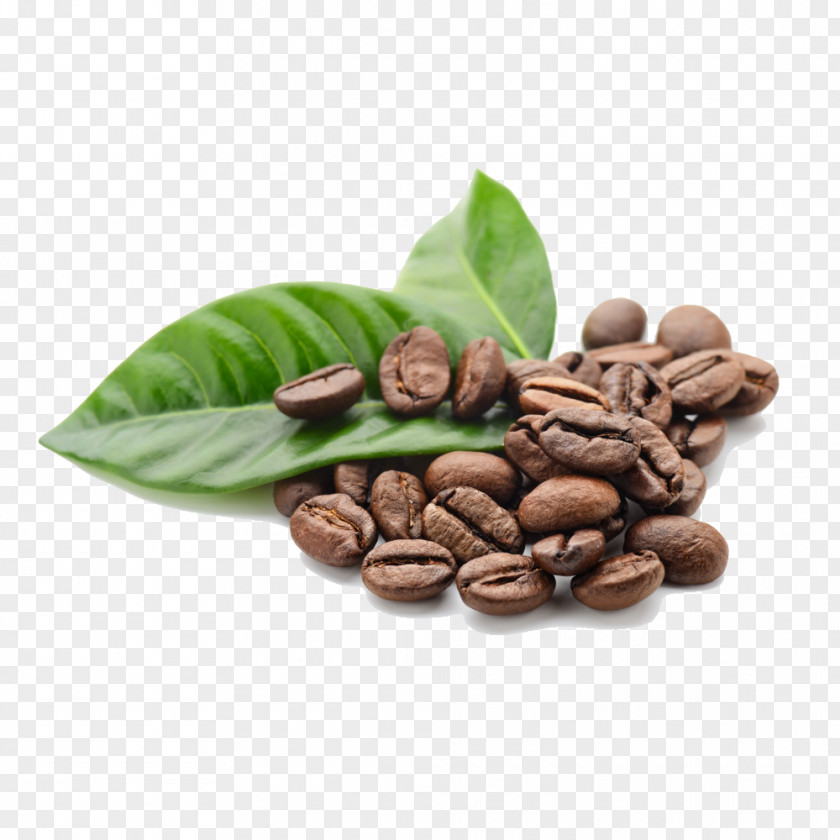 Coffee Beans Arabica Tea Cafe Robusta PNG