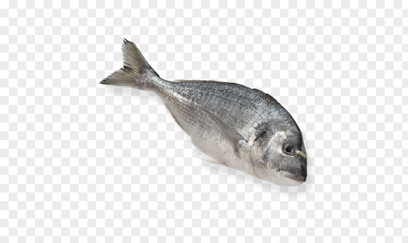 Herring Fish Products Frozen Food Cartoon PNG
