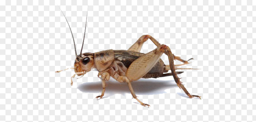 Insect Entomophagy Gut Loading Grasshopper Cricket Flour PNG
