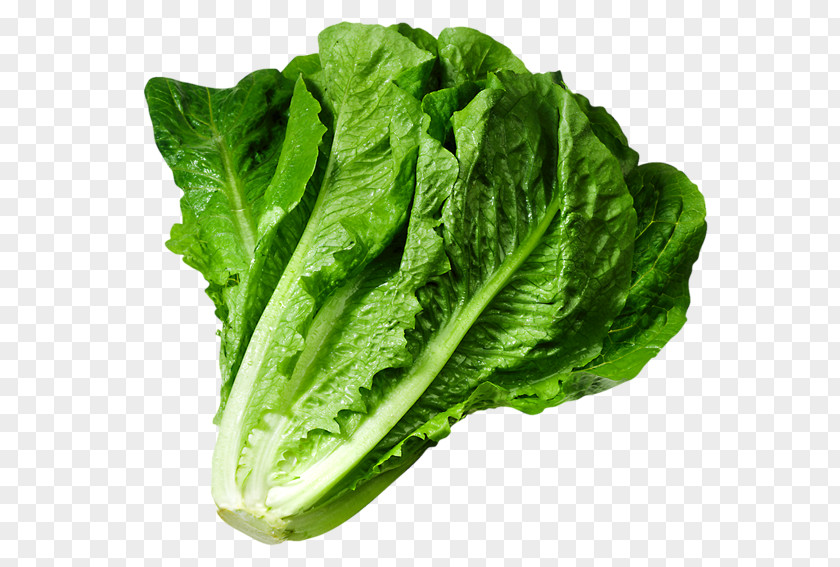 Lettuce Green Leafy Vegetables Butterhead Iceberg Caesar Salad Clip Art PNG
