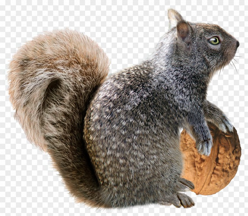 Squirrel Christmas Decoration Rodent PNG