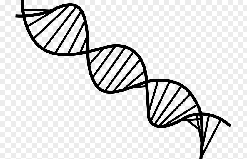 Biology The Double Helix: A Personal Account Of Discovery Structure DNA Nucleic Acid Helix Clip Art PNG