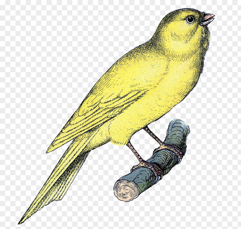 Bird Domestic Canary Songbird Clip Art PNG