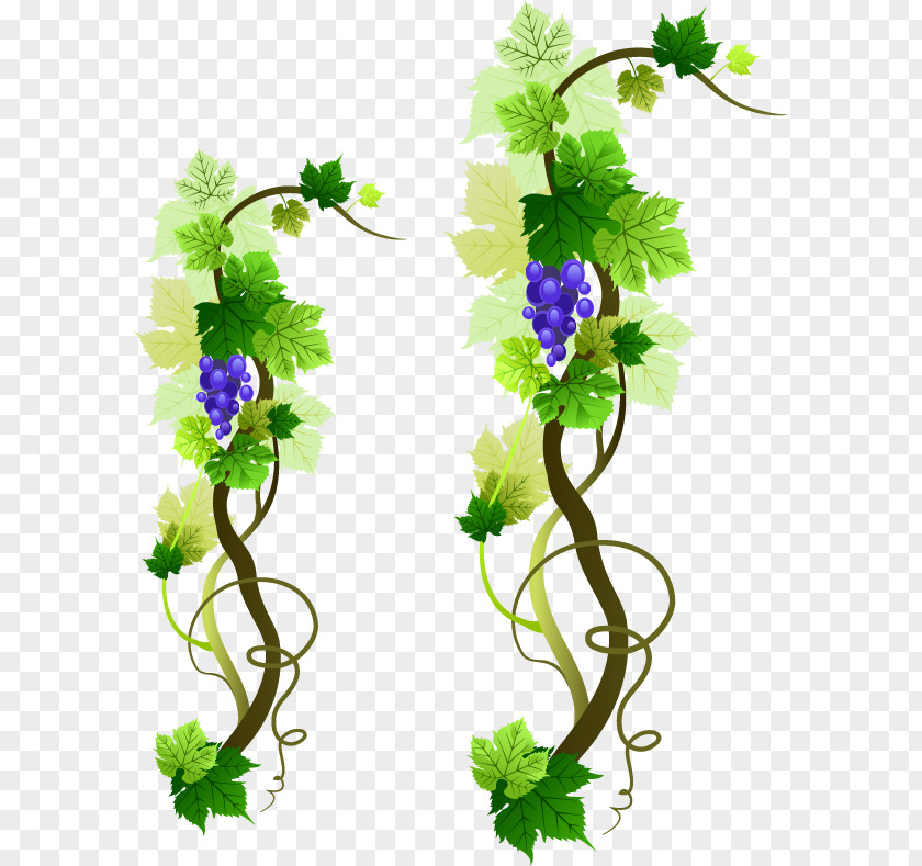 Grape Vine Vector Material Common Wine Leaves PNG