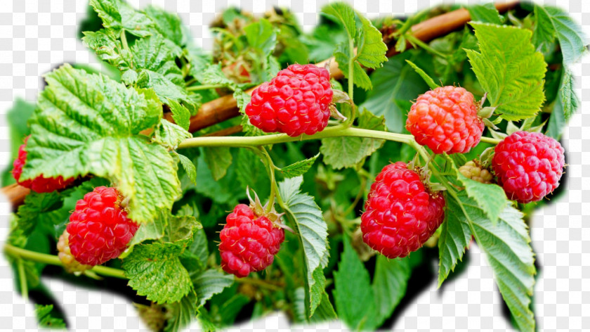 Raspberry Red Varenye Cultivar PNG