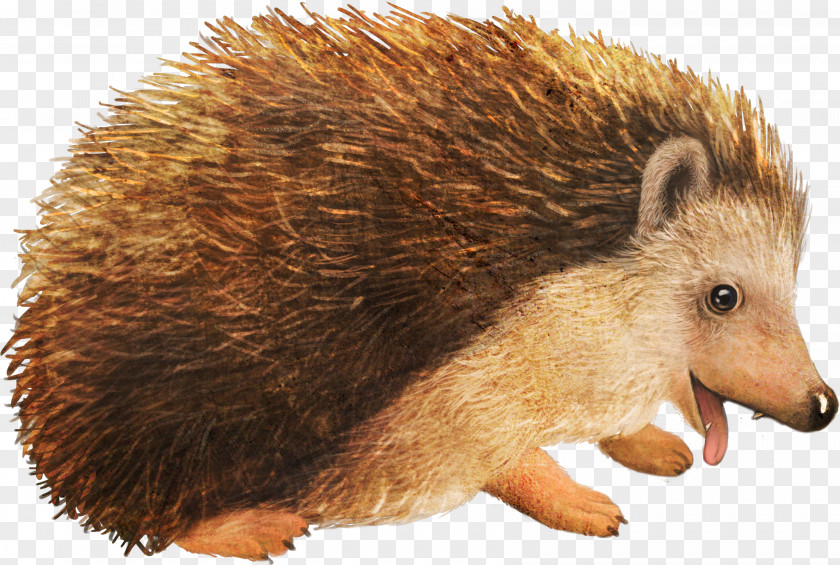 Small Hedgehog Animal Material Cartoon PNG