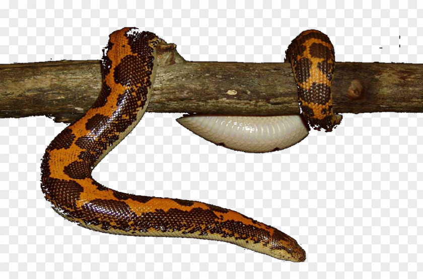 South Side Serpents Boa Constrictor Kingsnakes Terrestrial Animal PNG