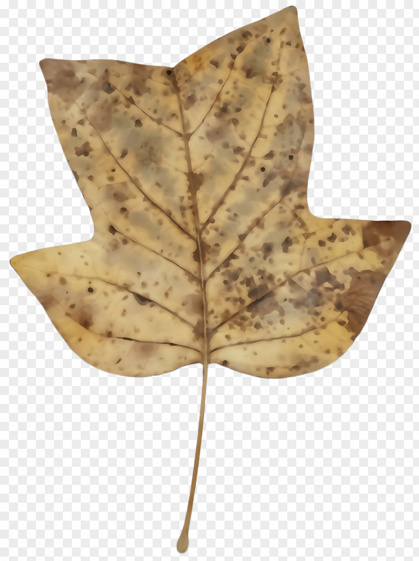 Beige Black Maple Leaf PNG