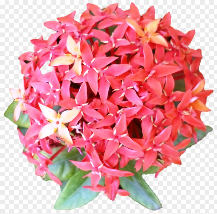 Darshan Cut Flowers Pink M Flowerpot Petal PNG