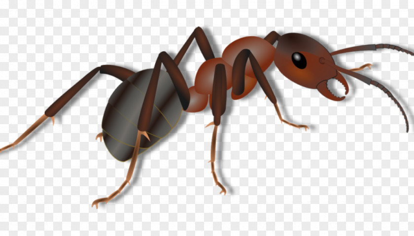 Insect Red Imported Fire Ant Pest Colony Arthropod PNG