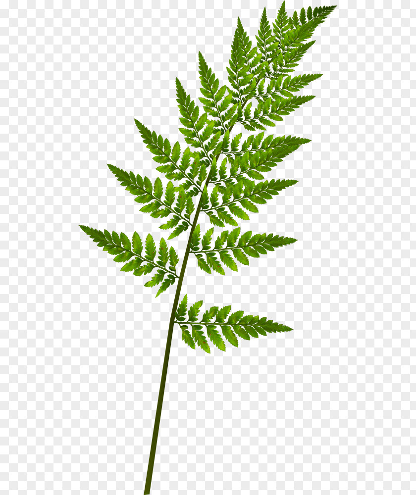 Leaf Fern Burknar Vascular Plant PNG