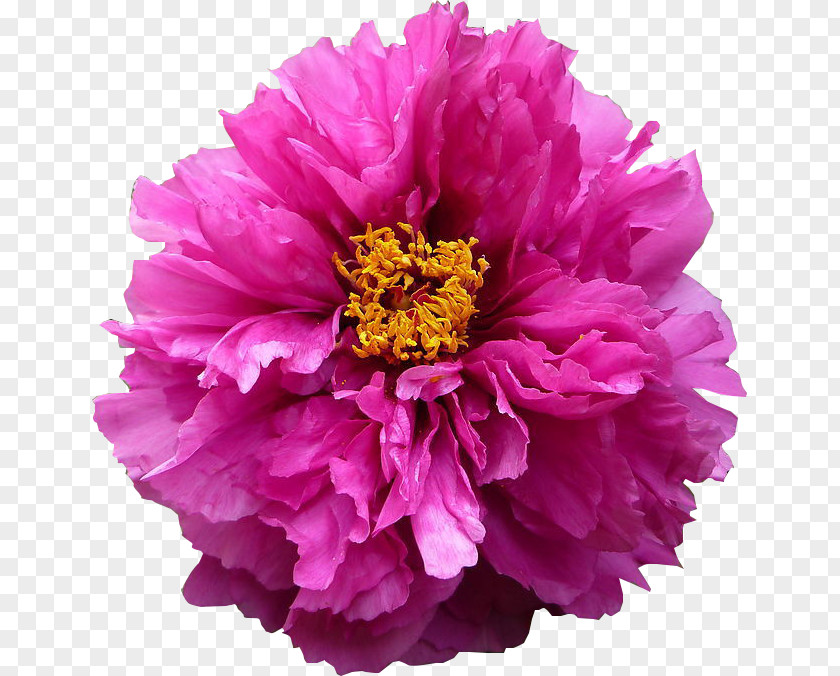 Peony Flower Moutan PNG