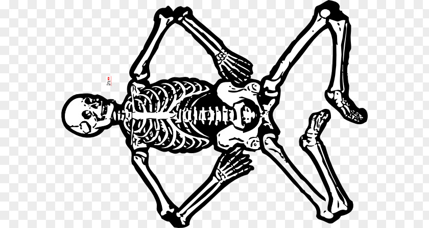 Skeleton Man Human Anatomy Body Skull PNG