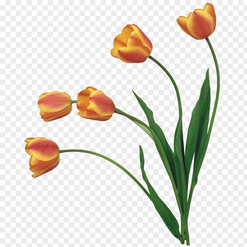 Tulip Clip Art PNG