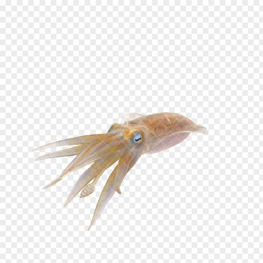 Blue Squid PNG