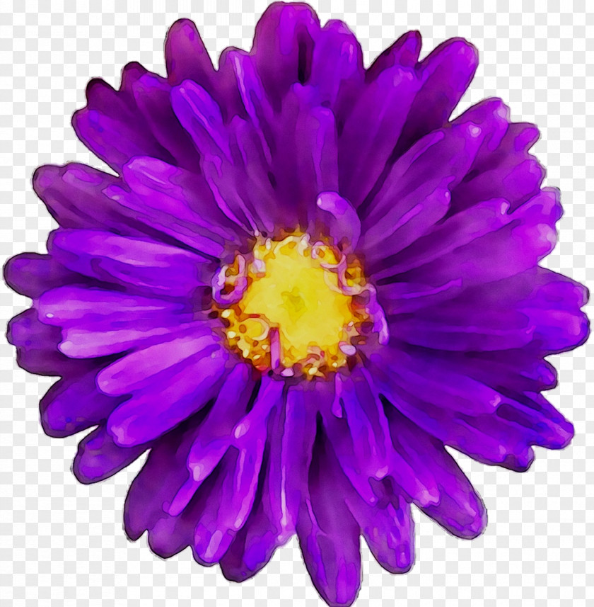 Clip Art Transvaal Daisy Openclipart Image Purple PNG