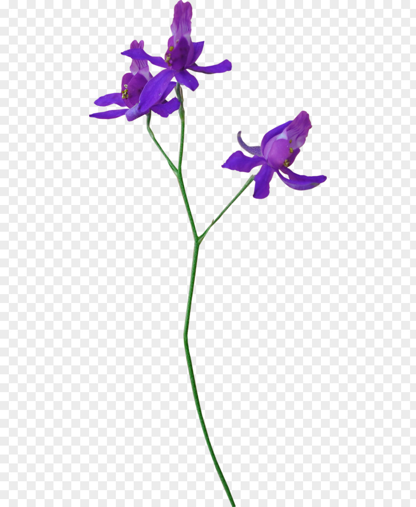 Cymbidium Pattern Flower Plant Stem .net Petal Violet PNG