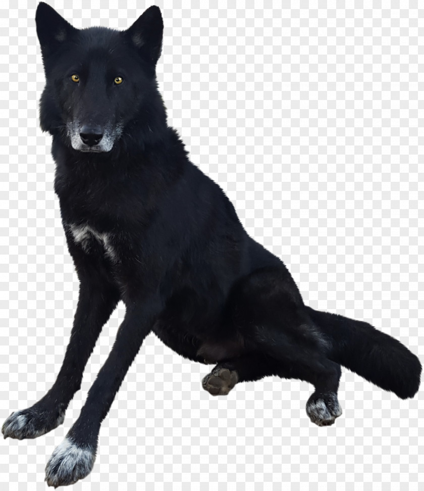 Dog Breed Kunming Wolfdog Fur PNG