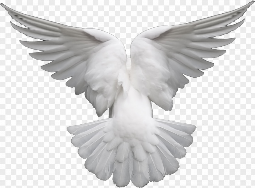 Dove Transparent Background Pigeons And Doves Clip Art Image As Symbols PNG