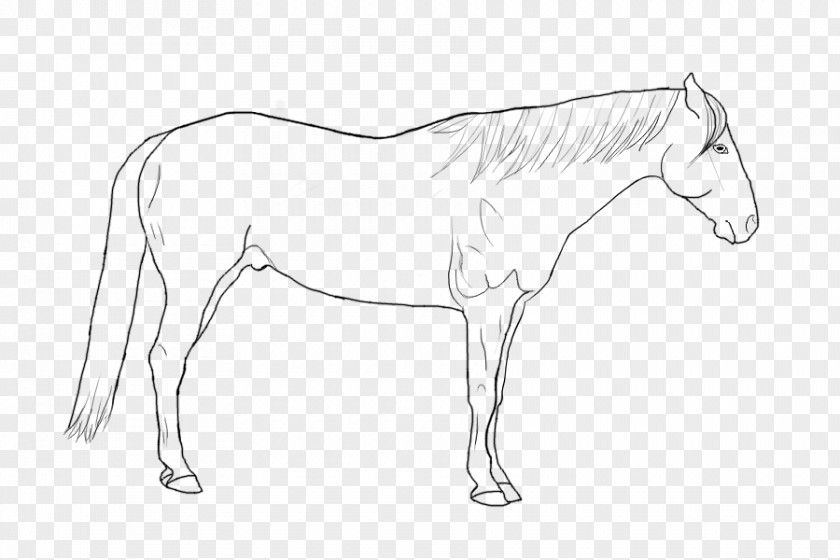 Mustang Foal Pony Rein Mane PNG