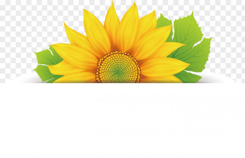 Sunflower Flower Floral Design Clip Art PNG