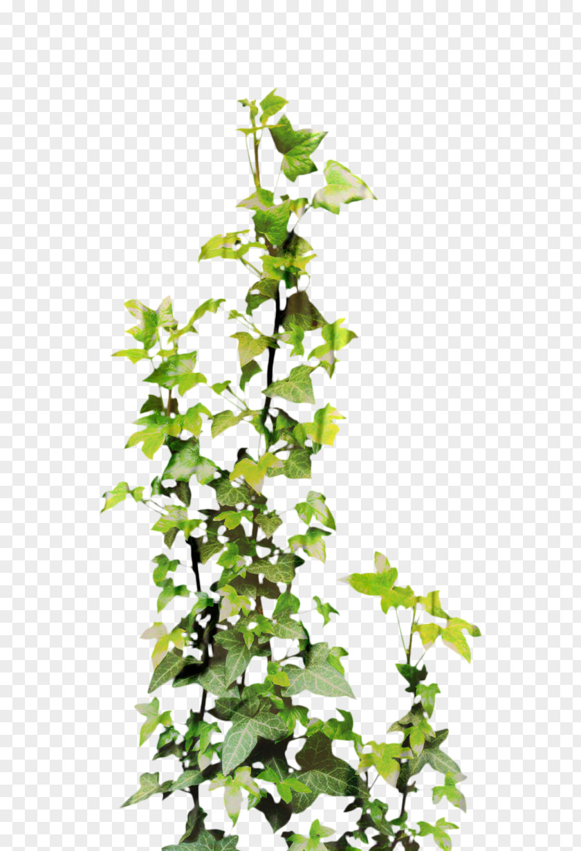 Vine Clip Art Plants Common Ivy PNG