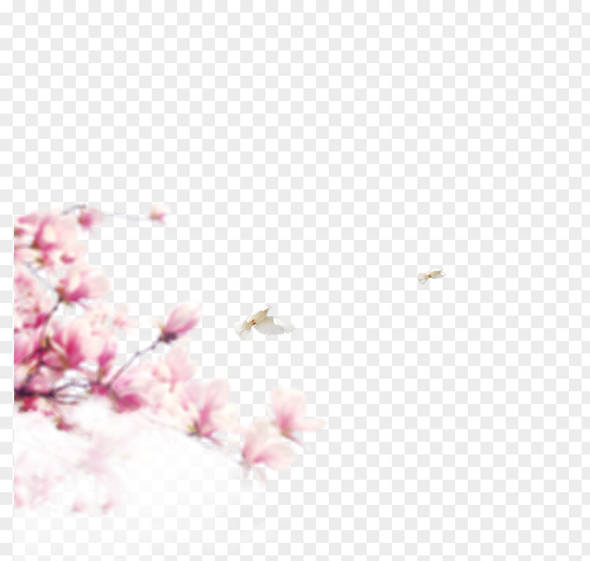Cherry Blossoms Pattern PNG