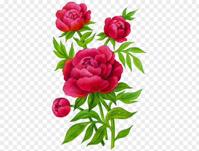 цветы Garden Roses Peony Flower Child Lilium PNG