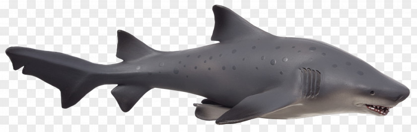 Shark Requiem Sharks Bull Marine Mammal Eared Seal PNG