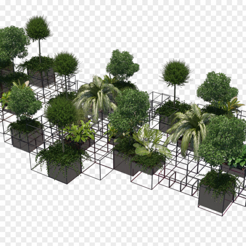 Tree Flowerpot Houseplant Shrub PNG