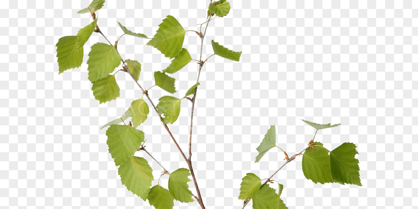 Leaf Stock Photography Birch PNG